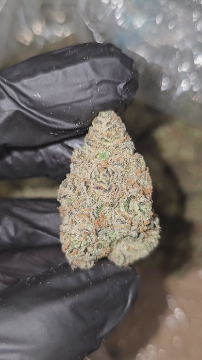 time wreck | exotic indoor | flower