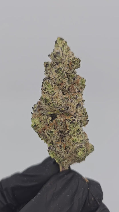 hawaiian haze | exotic indoor | flower