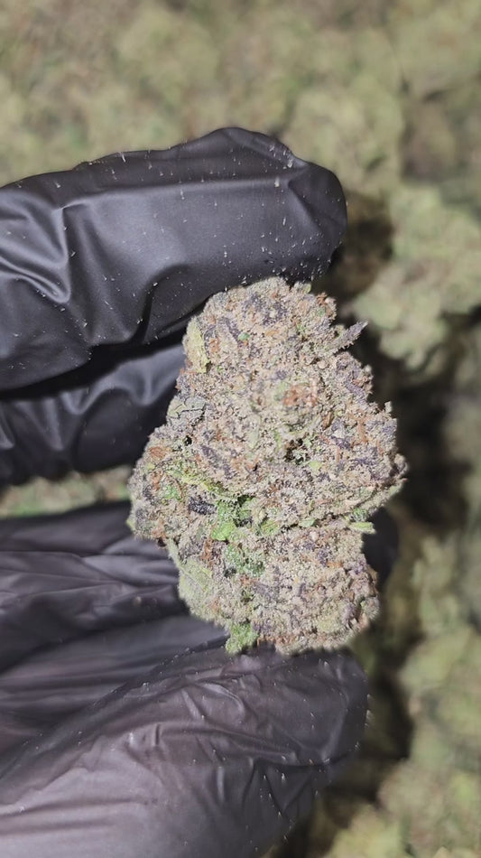 sour dream | [sour diesel x blue dream] | top tier | flower