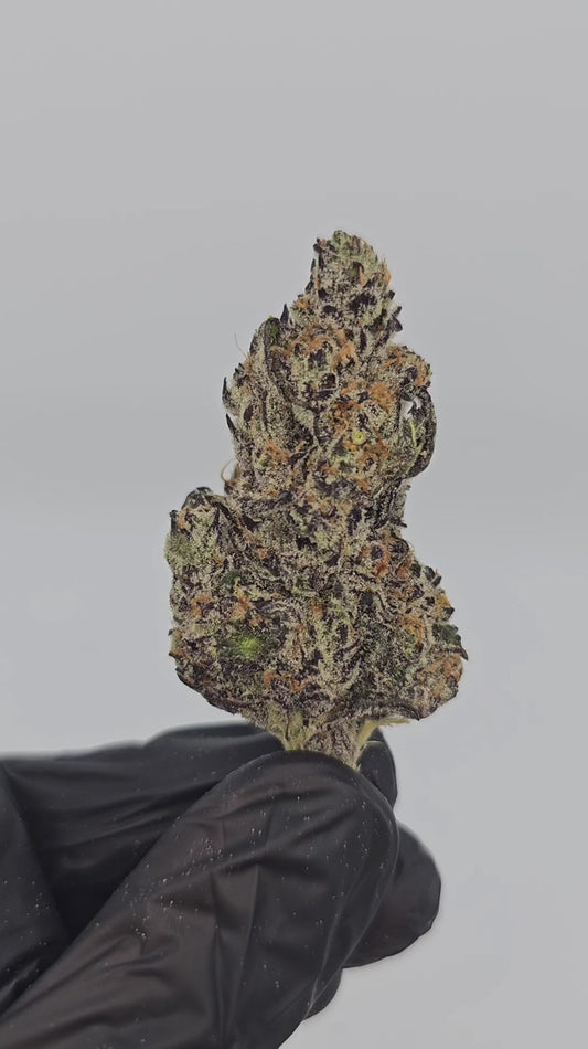 hawaiian haze | exotic indoor | flower