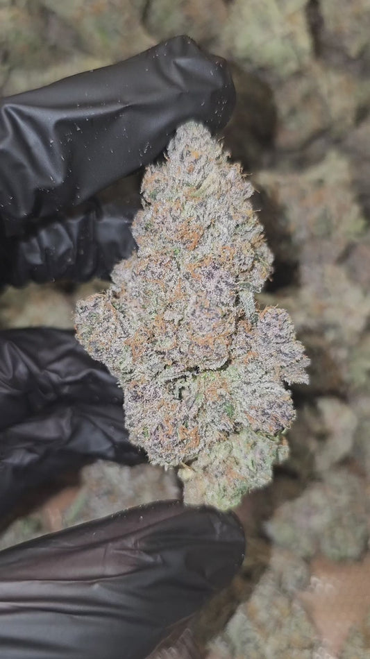 super boof | exotic indoor | flower