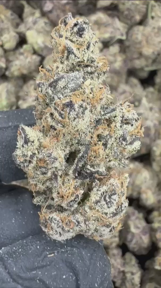 jack herer | exotic indoor | flower