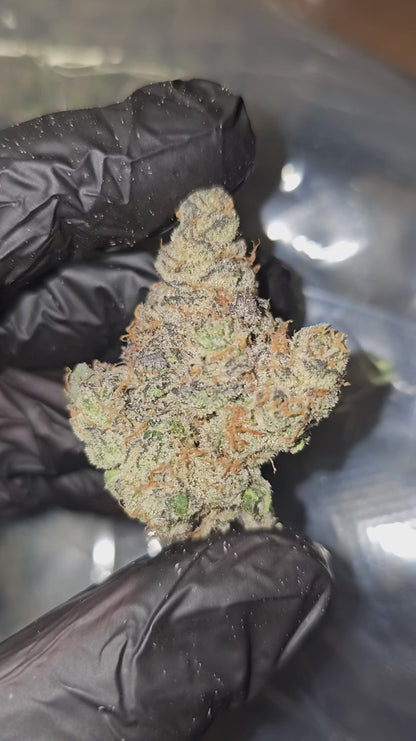 time wreck | exotic indoor | flower